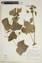 Hibiscus peruvianus R. E. Fr., PERU, F