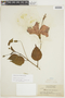Hibiscus rosa-sinensis L., BRITISH GUIANA [Guyana], F