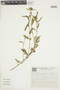 Pavonia angustifolia Benth., BRAZIL, F
