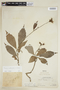 Pavonia castaneifolia A. St.-Hil. & Naudin, PERU, F