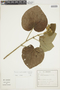 Pavonia malacophylla (Link & Otto) Garcke, BRAZIL, F