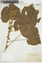 Pavonia malacophylla (Link & Otto) Garcke, BOLIVIA, F