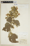 Pavonia malacophylla (Link & Otto) Garcke, BRAZIL, F