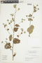 Pavonia sidifolia Kunth, PARAGUAY, F