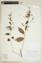 Pavonia sepium A. St.-Hil., BRAZIL, F