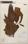 Virola guatemalensis (Hemsl.) Warb., COSTA RICA, W. A. Haber 6987, F