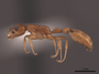 2821893 Pseudomyrmex pallidus P IN