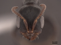2821896 Pseudomyrmex flavicornis H IN