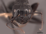 45786 Camponotus laevigatus H IN