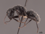 45786 Camponotus laevigatus P IN