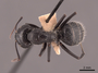 45786 Camponotus laevigatus D IN