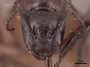 45795 Camponotus ligniperda H IN