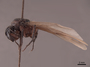 45795 Camponotus ligniperda P IN