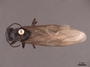 45795 Camponotus ligniperda D IN
