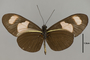 124338 Heliconius erato microclea v IN