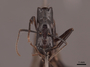 62969 Camponotus mirabilis H IN