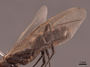 62969 Camponotus mirabilis P 2 IN