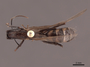 62969 Camponotus mirabilis D IN