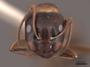 45827 Camponotus nearcticus H IN