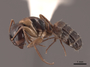 45827 Camponotus nearcticus P IN