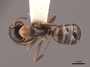 45827 Camponotus nearcticus D IN