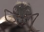 62975 Camponotus mus H IN