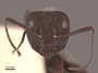 62299 Camponotus ocreatus H IN