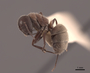 62299 Camponotus ocreatus P IN