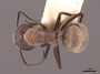 62299 Camponotus ocreatus D IN
