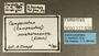 127638 Camponotus novaeboracensis L IN