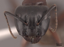 127638 Camponotus novaeboracensis H IN