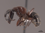 127638 Camponotus novaeboracensis P IN