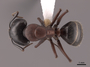 127638 Camponotus novaeboracensis D IN