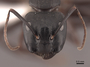 62493 Camponotus pennsylvanicus H IN