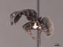 62493 Camponotus pennsylvanicus P IN