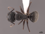 62493 Camponotus pennsylvanicus D IN