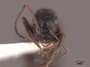 45923 Camponotus piceus H IN