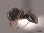 45923 Camponotus piceus P IN