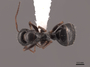 45923 Camponotus piceus D IN