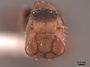 45926 Camponotus pylartes fraxinicola H IN