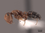 45926 Camponotus pylartes fraxinicola P IN
