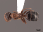 45926 Camponotus pylartes fraxinicola D IN