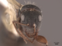 62973 Camponotus rusticus H IN