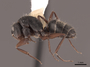62973 Camponotus rusticus P IN