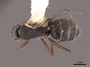 62973 Camponotus rusticus D IN