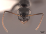 65577 Camponotus reticulatus H IN