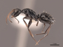 65577 Camponotus reticulatus P IN