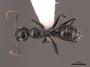 65577 Camponotus reticulatus D IN