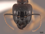 51092 Camponotus rmc1945 H IN
