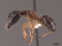 51092 Camponotus rmc1945 P IN